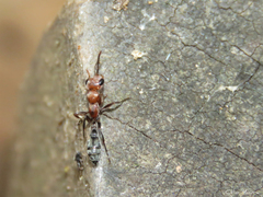 Pseudomyrmex gracilis