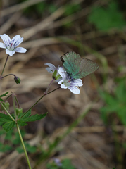 Geranium asiaticum