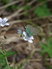 Geranium asiaticum