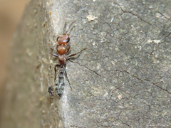 Pseudomyrmex gracilis
