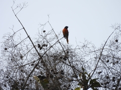 Pericrocotus flammeus