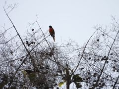 Pericrocotus flammeus