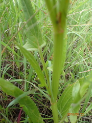 Rumex woodii