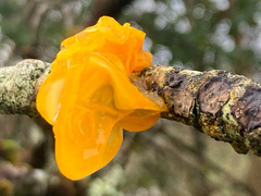 Tremella mesenterica
