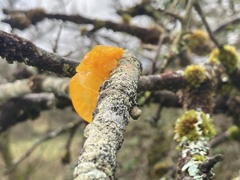 Tremella mesenterica