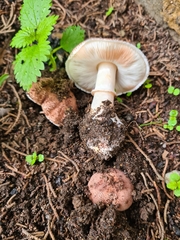 Leucoagaricus