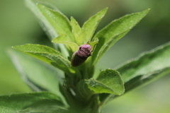 Oncometopia facialis