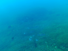 Prionurus laticlavius