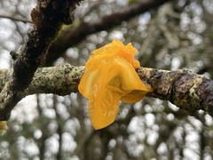 Tremella mesenterica