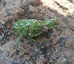 Physemacris variolosa