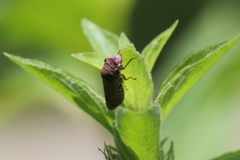 Oncometopia facialis