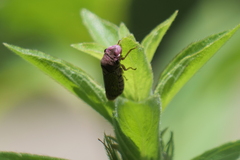 Oncometopia facialis