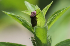 Oncometopia facialis