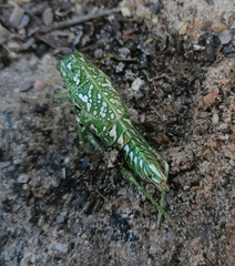 Physemacris variolosa