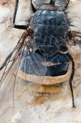 Entomophthorales