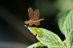 Perithemis icteroptera