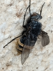 Entomophthorales