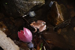 Microhyla achatina