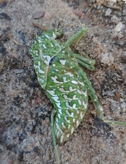 Physemacris variolosa