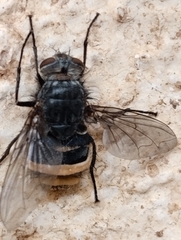 Entomophthorales