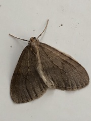 Operophtera brumata
