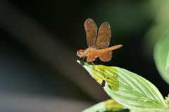 Perithemis icteroptera