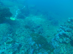 Thalassoma lucasanum