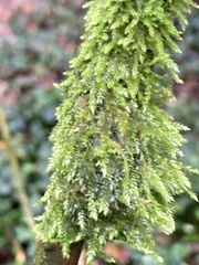 Thamnobryum alopecurum