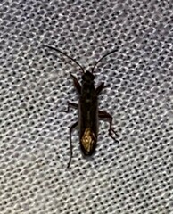 Paromius longulus