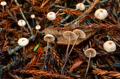 Paragymnopus sequoiae