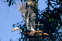 Asarcornis scutulata