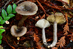 Lactarius pseudomucidus