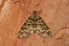 Crasilogia gressitti