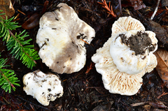 Lactarius desjardinii