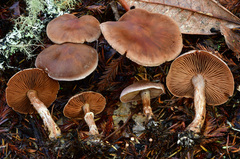 Cortinarius athabascus