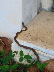 Mastigodryas boddaerti