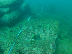 Stegastes acapulcoensis