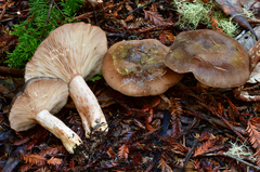 Lactarius kauffmanii