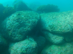 Microspathodon bairdii