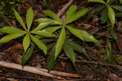 Tasmannia insipida
