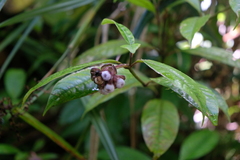 Psychotria urbaniana