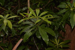 Tasmannia insipida