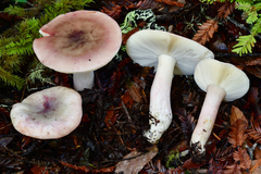 Russula fragilis