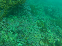 Epinephelus labriformis