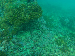 Epinephelus labriformis