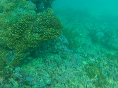 Epinephelus labriformis