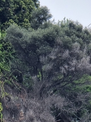 Olea europaea cerasiformis