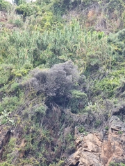 Olea europaea cerasiformis