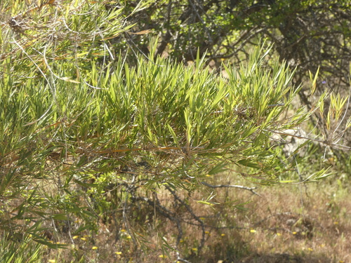 Image of Chusquea quila by no rights reserved