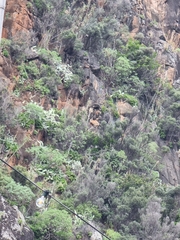 Olea europaea cerasiformis